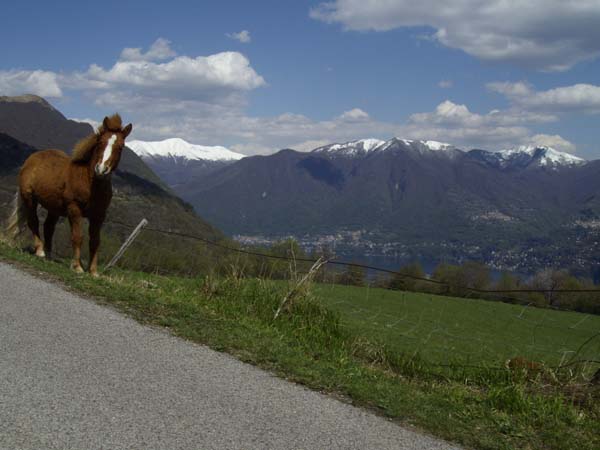 cavallo