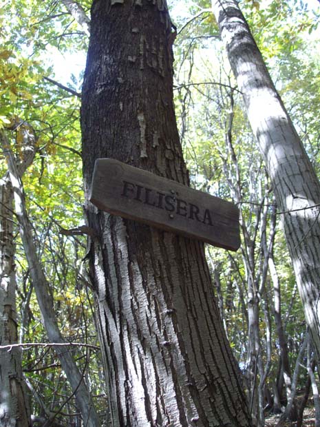 Filisera