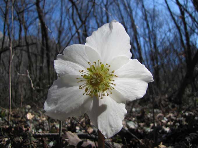 Saxifraga